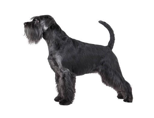 Standard store schnauzer grooming